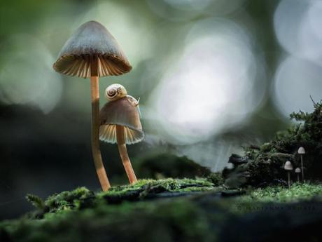 Le monde bucolique des champignons