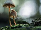 monde bucolique champignons