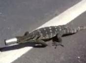 Thaïlande, varan civilisation [HD]