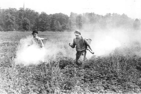 Traitement d'un champ de pommes de terre au DDT, en Allemagne de l'Est, en 1953.