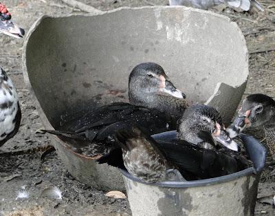 Issan Un dimanche a la campagne