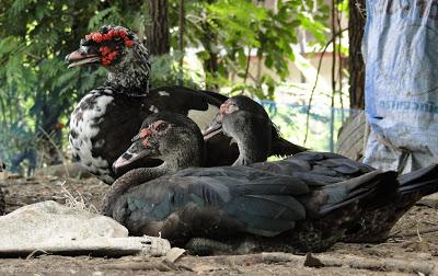 Issan Un dimanche a la campagne