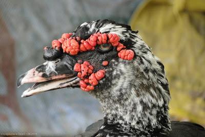 Issan Un dimanche a la campagne