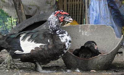 Issan Un dimanche a la campagne