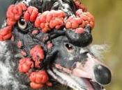 Issan dimanche campagne