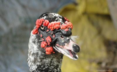 Issan Un dimanche a la campagne