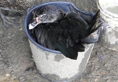 Issan Un dimanche a la campagne