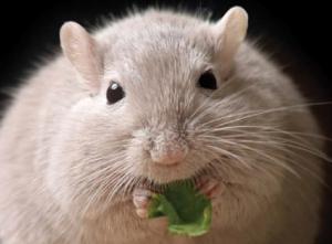 OBÉSITÉ: Un immunosuppresseur brûleur de graisses – Journal of Gerontology