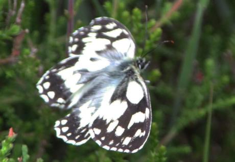 Melanargia galathea
