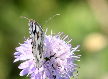 Melanargia galathea