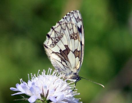 Melanargia galathea
