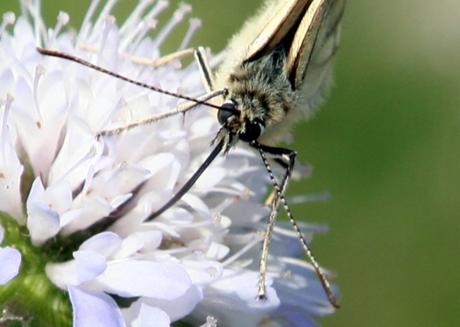 Melanargia galathea