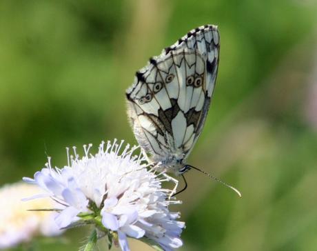 Melanargia galathea