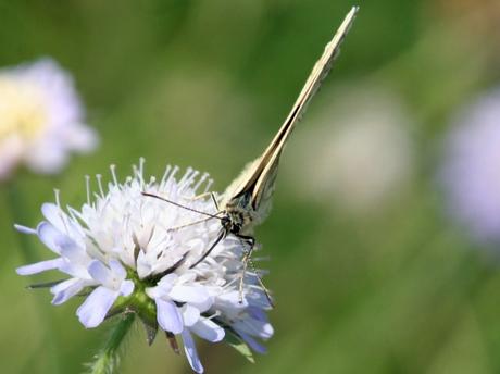 Melanargia galathea