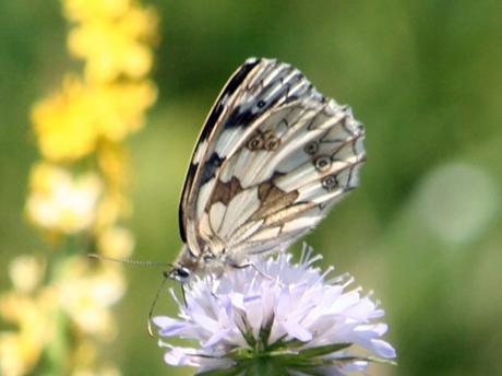 Melanargia galathea