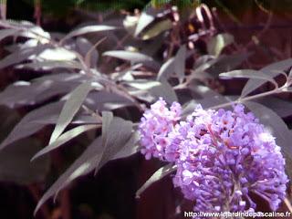 Bouturer l' Arbre à Papillon