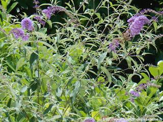 Bouturer l' Arbre à Papillon