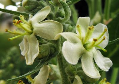 Molène lychnite (Verbascum lychnitis)