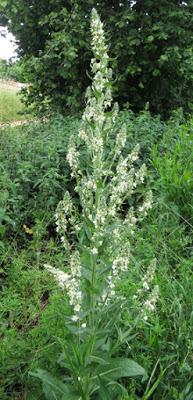 Molène lychnite (Verbascum lychnitis)