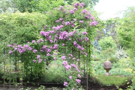 D'autres rosiers lianes