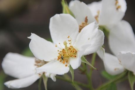 D'autres rosiers lianes