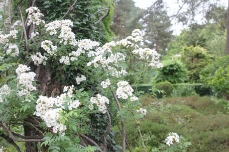 D'autres rosiers lianes