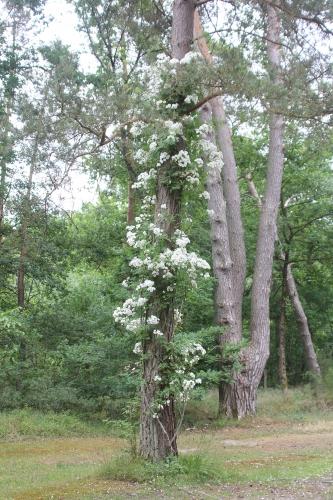D'autres rosiers lianes