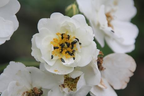 D'autres rosiers lianes