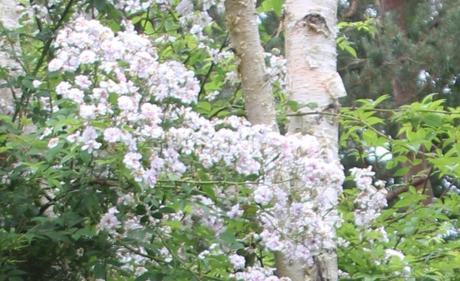 D'autres rosiers lianes