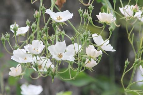 D'autres rosiers lianes