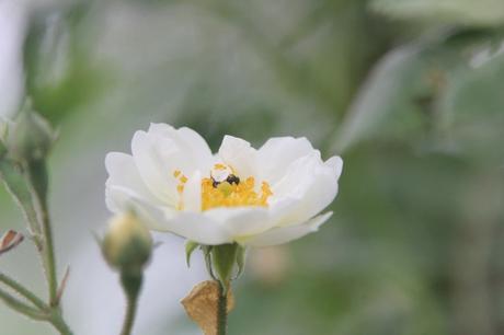 D'autres rosiers lianes