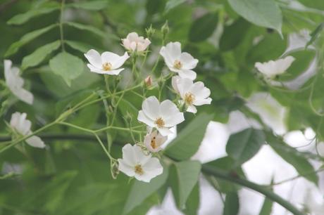 D'autres rosiers lianes