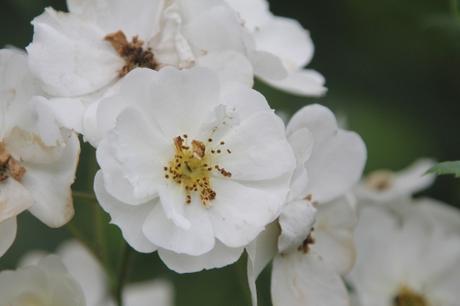 D'autres rosiers lianes