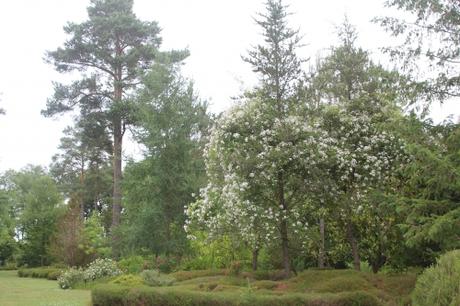 D'autres rosiers lianes