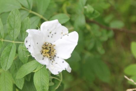 D'autres rosiers lianes