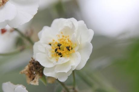 D'autres rosiers lianes