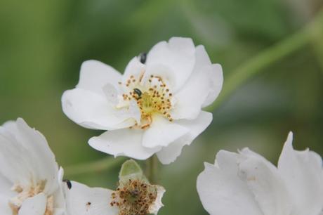 D'autres rosiers lianes