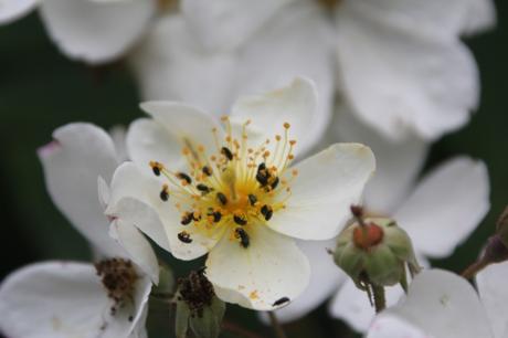 D'autres rosiers lianes