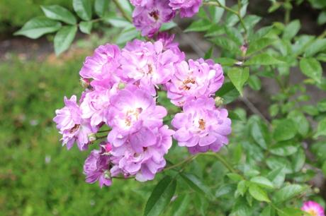 D'autres rosiers lianes