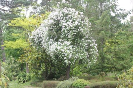 D'autres rosiers lianes