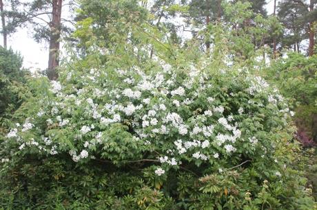 D'autres rosiers lianes