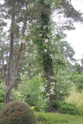 D'autres rosiers lianes