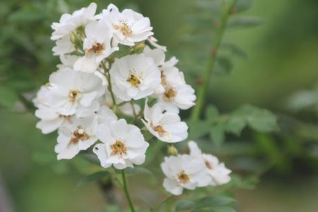 D'autres rosiers lianes