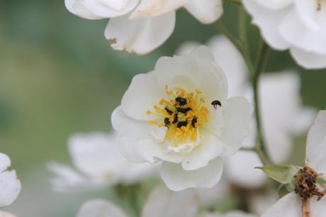 D'autres rosiers lianes