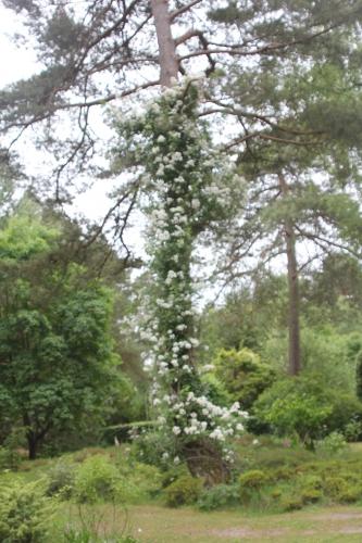 D'autres rosiers lianes