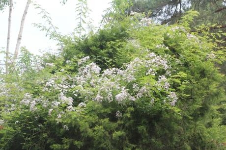 D'autres rosiers lianes