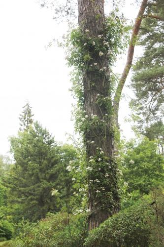D'autres rosiers lianes