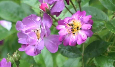 D'autres rosiers lianes