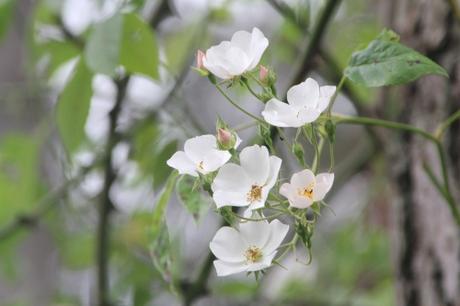 D'autres rosiers lianes