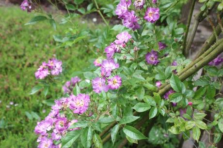 D'autres rosiers lianes